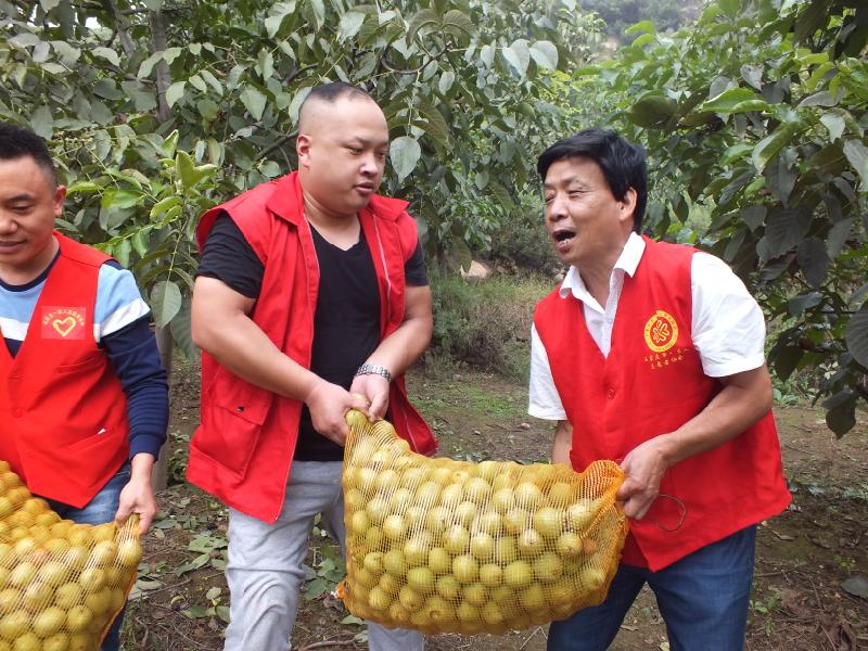 山区精准扶贫，志愿者种的30亩核桃大丰收