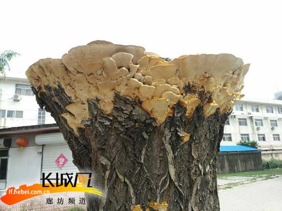 廊坊一小区绿化树阴雨天后变成“蘑菇树”